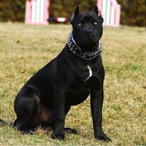 Meet your Posher, Marcus